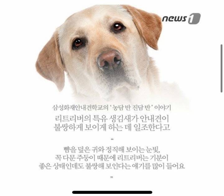 안내견 불쌍해 ㅠㅠ 오래 못살고ㅜㅜ | 인스티즈