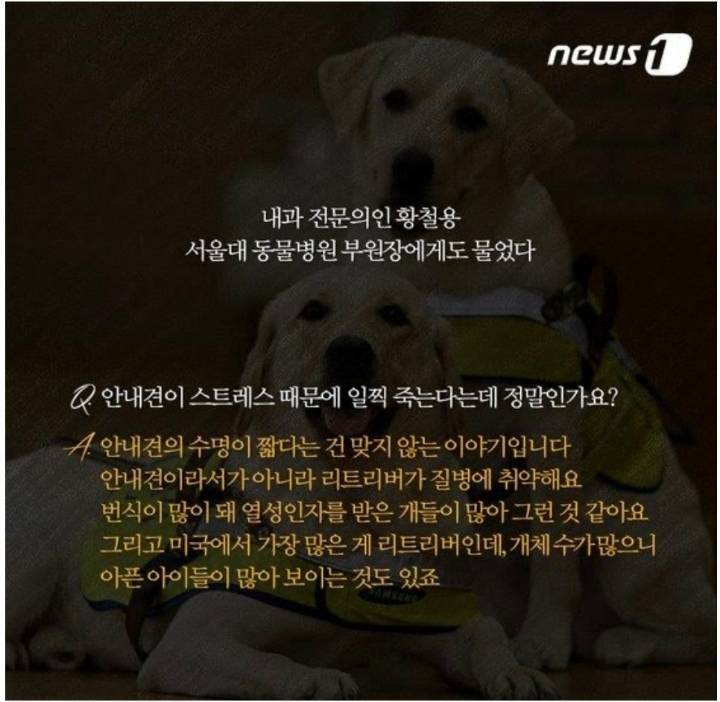 안내견 불쌍해 ㅠㅠ 오래 못살고ㅜㅜ | 인스티즈