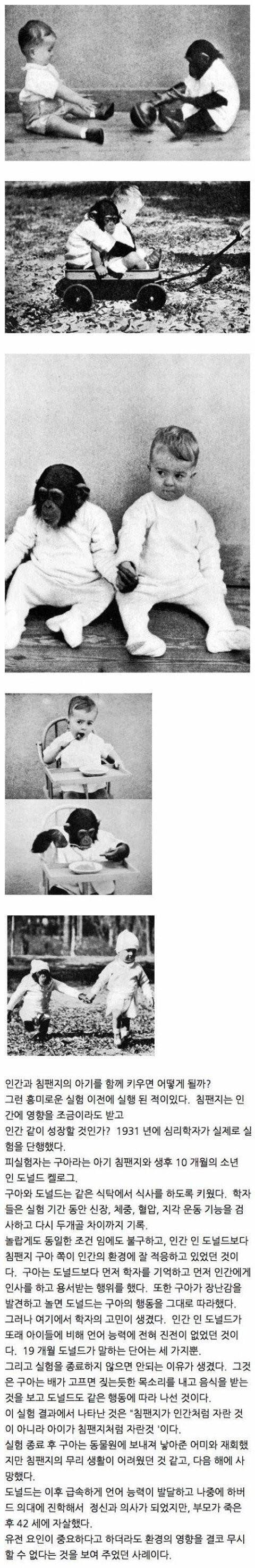 침팬지와 아이를 같이 키우면 | 인스티즈