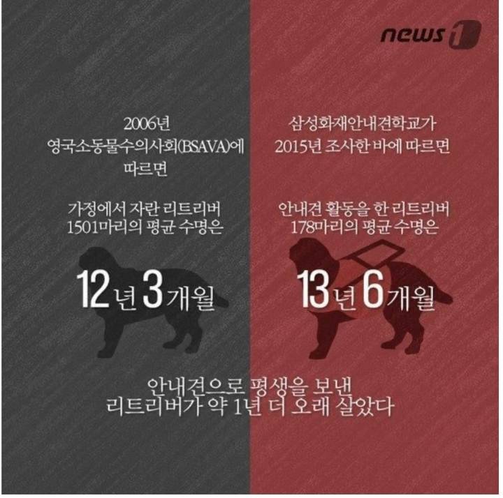 안내견 불쌍해 ㅠㅠ 오래 못살고ㅜㅜ | 인스티즈