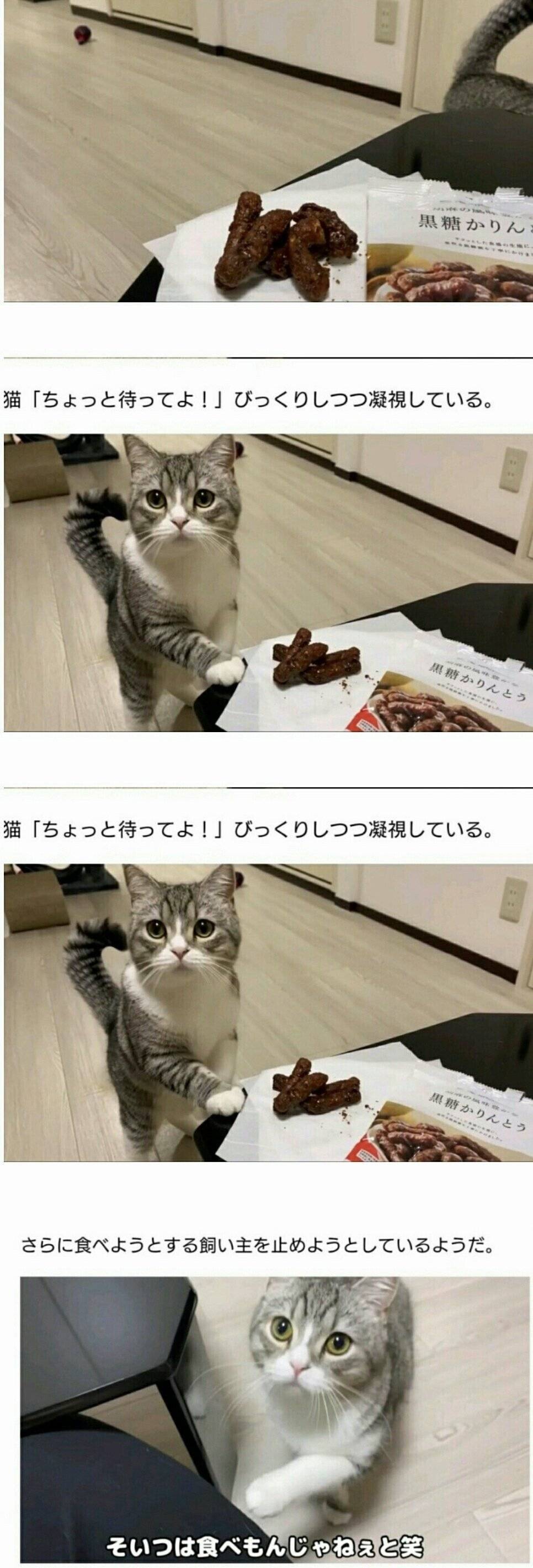 흑당과자를 먹는 집사를 보고 당황한 고양이 jpg | 인스티즈