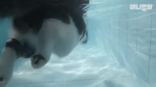 수영하는 고양이 | 인스티즈