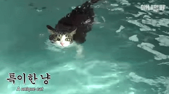 수영하는 고양이 | 인스티즈