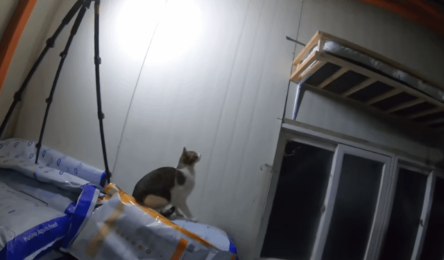야통이로 보는 고양이의 놀라운 점프력.gif | 인스티즈