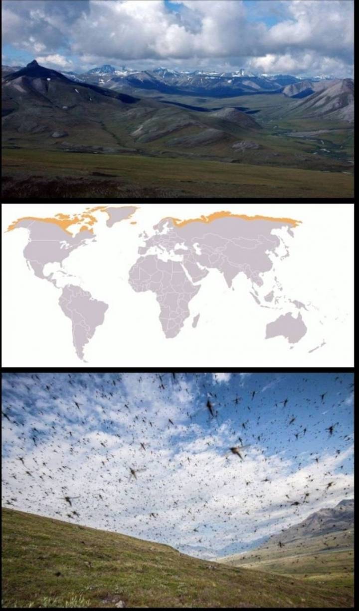 세계 최대 모기 생산지(모기주의) .JPG | 인스티즈