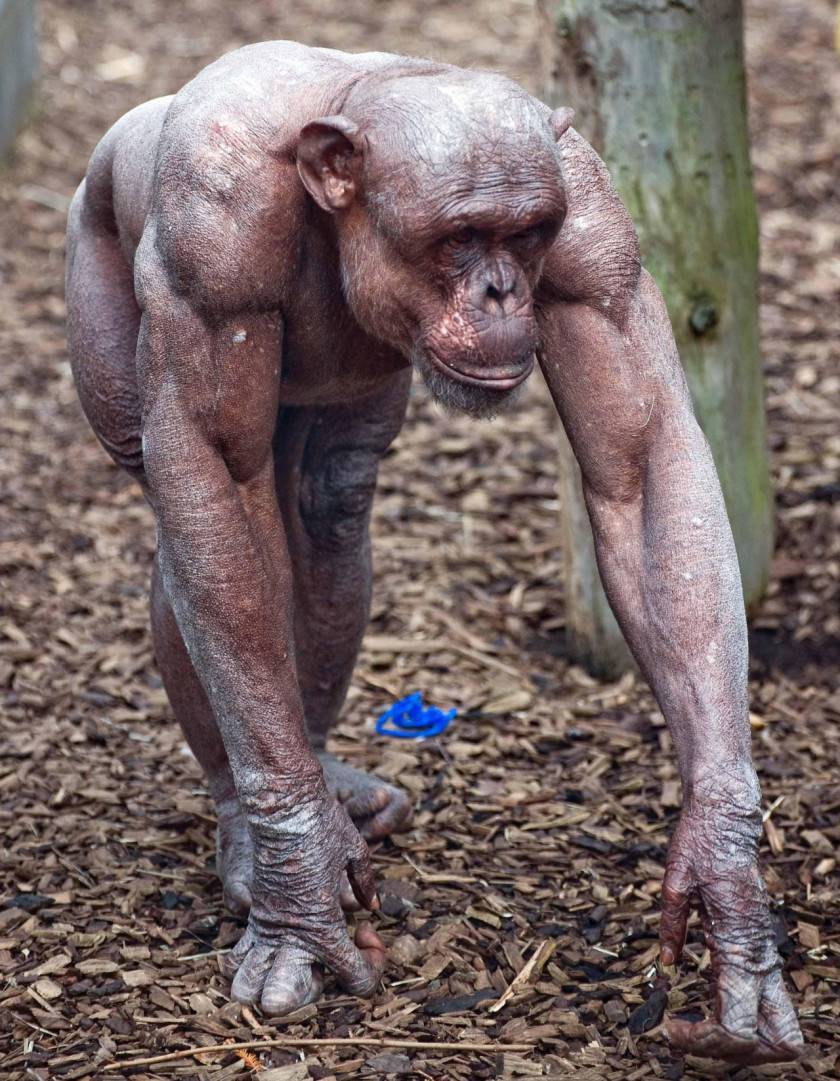 털에 가려진 침팬지의 진짜 모습 | 인스티즈