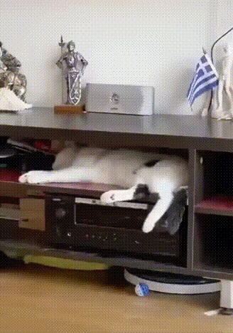 잠꼬대 하는 고양이 .gif | 인스티즈