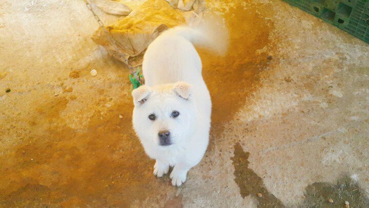 시골에 있는 개들 특징.jpg | 인스티즈