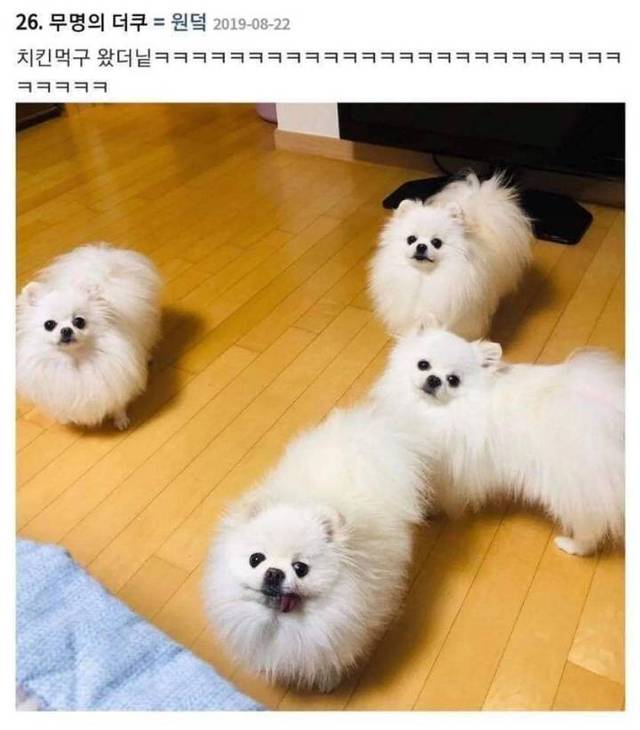 치킨집에서 댕댕이치킨을 시켜보았다.jpg | 인스티즈