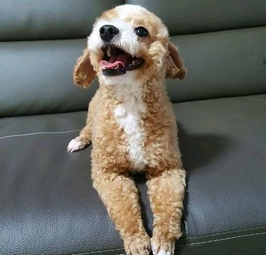 진짜같은 강아지 인형 | 인스티즈