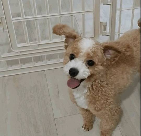 진짜같은 강아지 인형 | 인스티즈