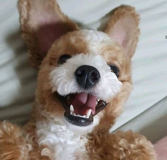 진짜같은 강아지 인형 | 인스티즈