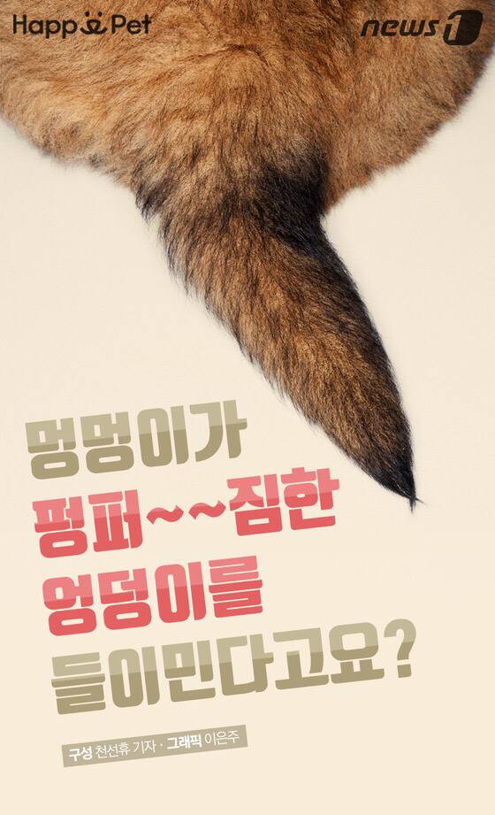 멍멍이가 펑퍼짐한 엉덩이를 들이민다고요? | 인스티즈