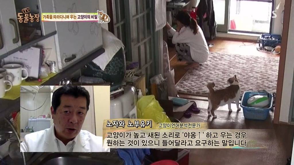 [동물농장] 존트 할말 다 하고 사는 수다쟁이 고양이 쪼롱이ㅋㅋㅋㅋ.jpg | 인스티즈