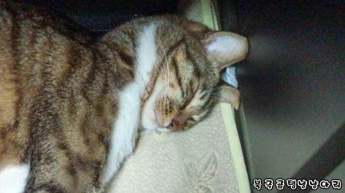 고양이를 싫어하던 떄가 있었다.(사진많음주의) | 인스티즈