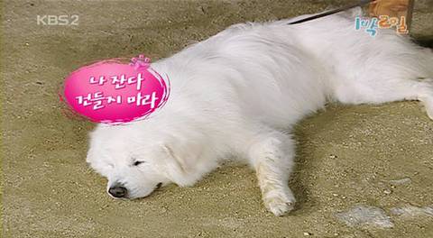 진정한 국민강아지는? 1박2일 상근이 vs 짱절미 | 인스티즈