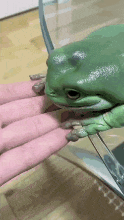되게 두툼하게 생긴 초록색 개구리.gif | 인스티즈