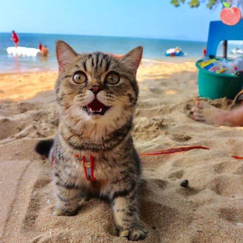 바닷가에 놀러간 고양이 | 인스티즈