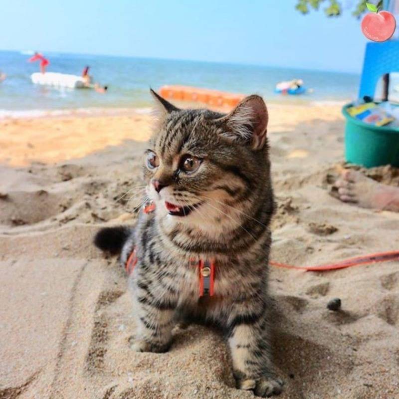 바닷가에 놀러간 고양이 | 인스티즈