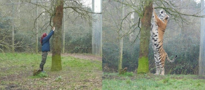 호랑이의 팔 근육 | 인스티즈