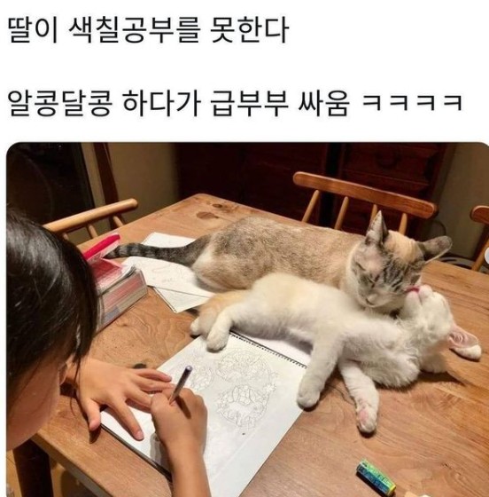 색칠공부에 방해되는 고양이 | 인스티즈