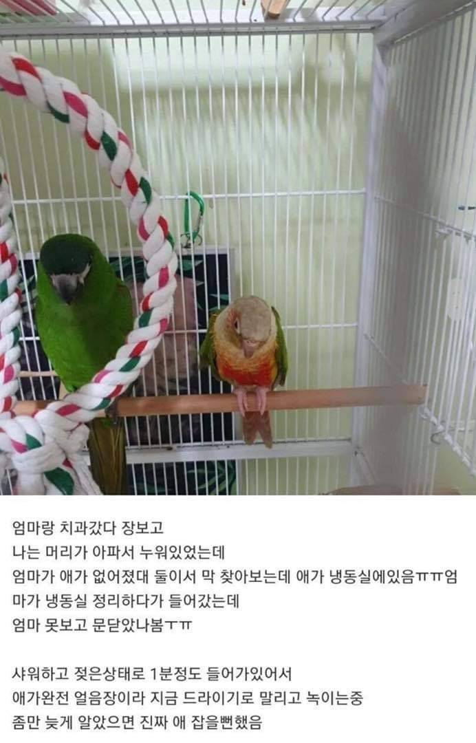 냉동실에 갇혀있던 앵무새 | 인스티즈