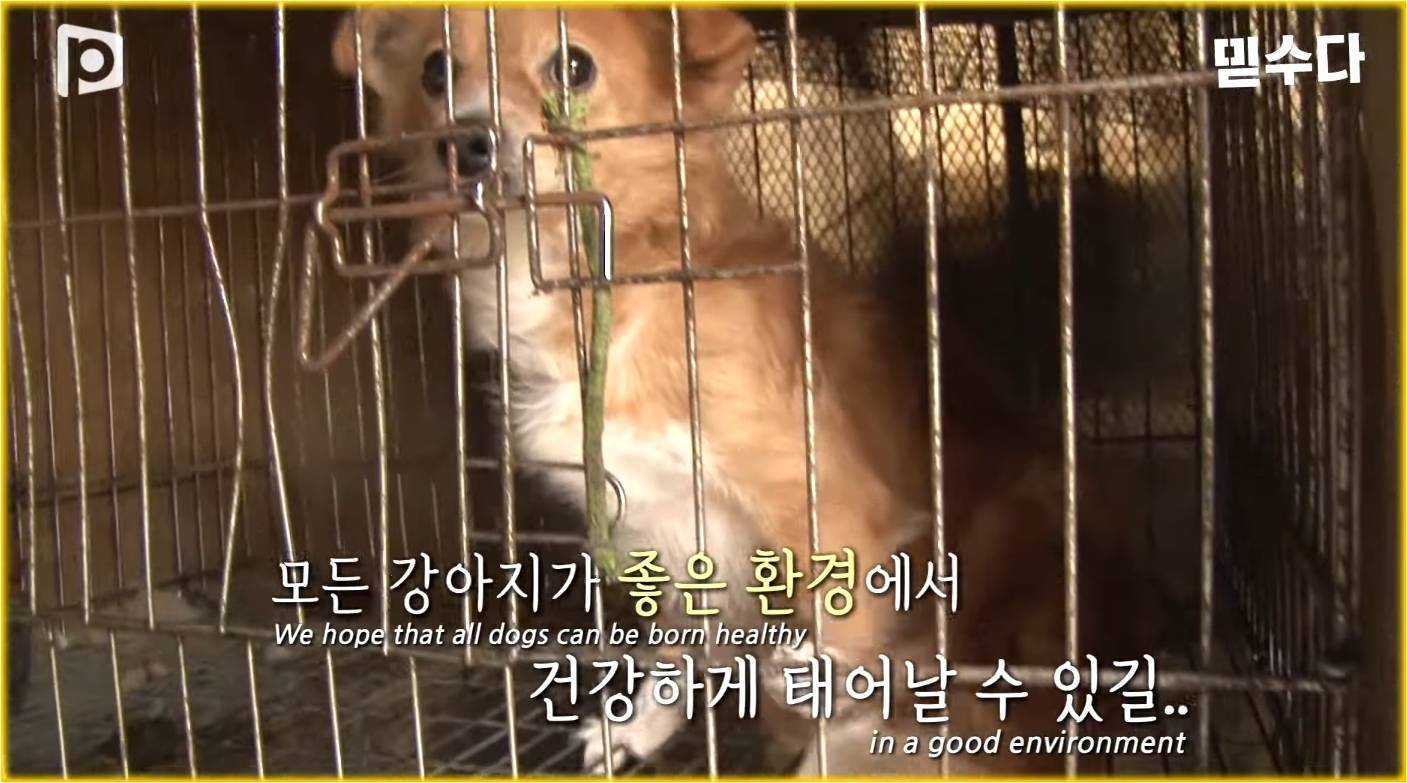 한국에만 슬개골 탈구 강아지가 많은 이유 | 인스티즈