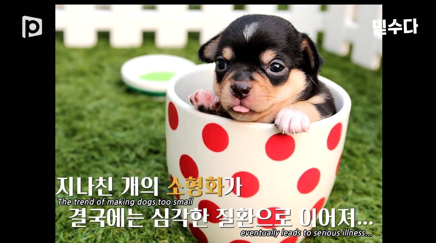 한국에만 슬개골 탈구 강아지가 많은 이유 | 인스티즈