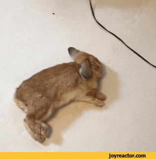 잠꼬대 하는 토끼.gif | 인스티즈