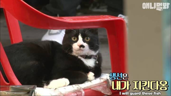 고양이한테 생선을 맡겨라!!! | 인스티즈