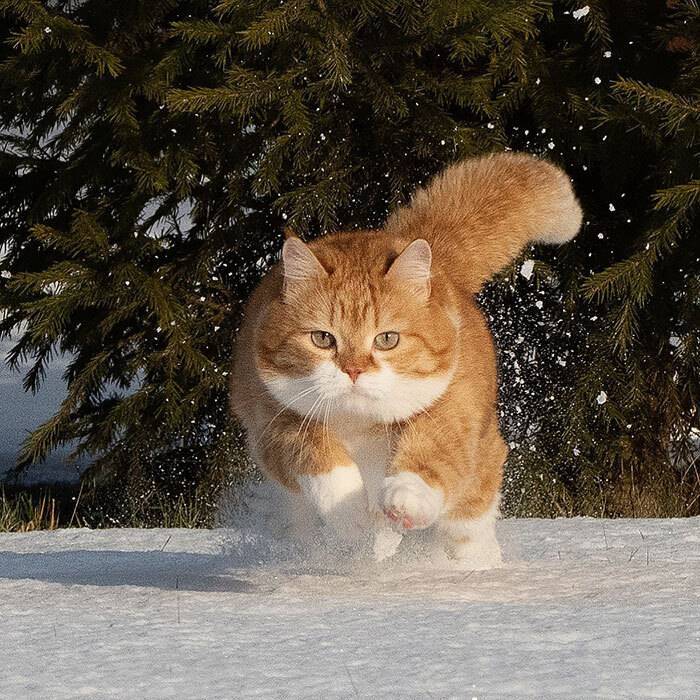 러시아 고양이 .jpg | 인스티즈