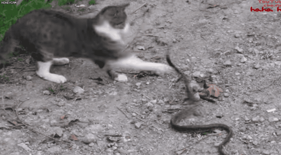 고양이 걱정되서 들어왔다가 뱀에게 동정심 생기는 영상 | 인스티즈