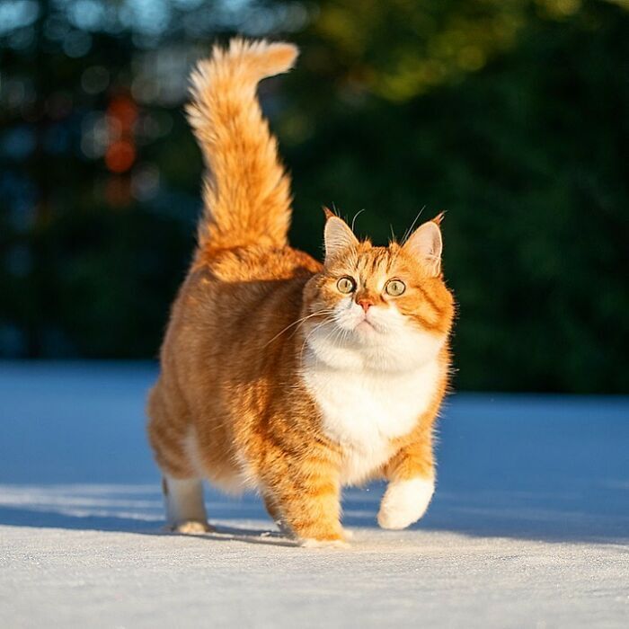 러시아 고양이 .jpg | 인스티즈