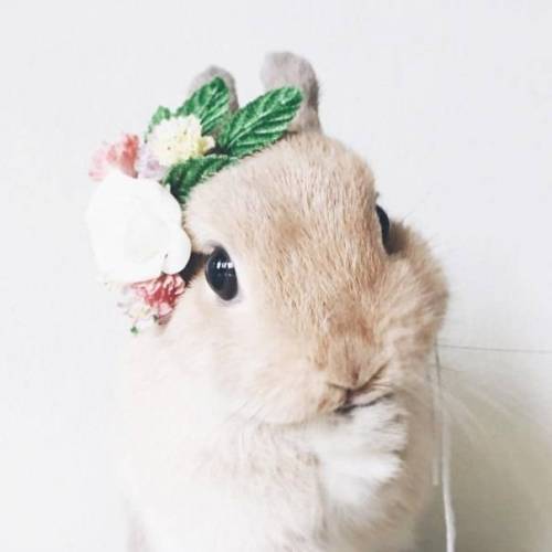 꽃보다 토끼 | 인스티즈