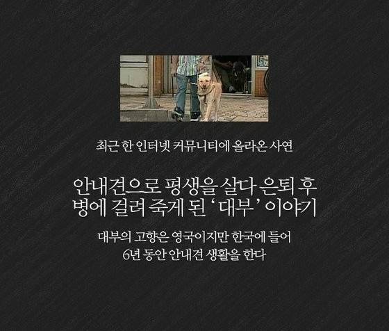 많은 사람이 잘못 알고 있는 안내견의 진실 | 인스티즈