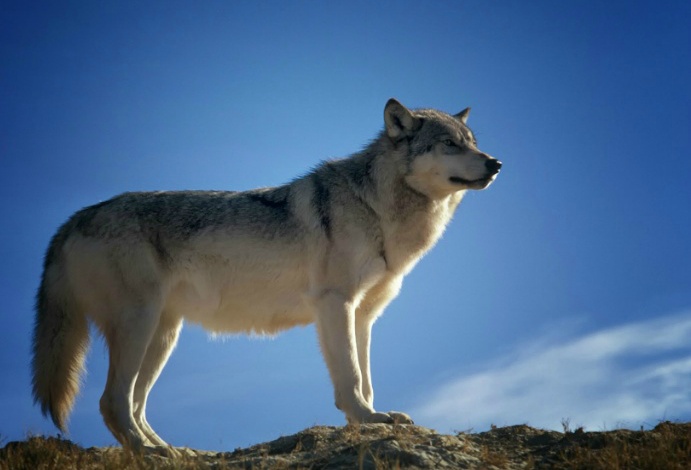왕좌의 게임 : 동북아시아 | 인스티즈