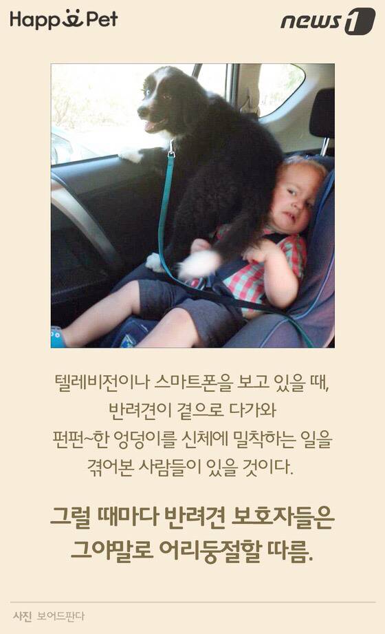 멍멍이가 펑퍼짐한 엉덩이를 들이민다고요? | 인스티즈