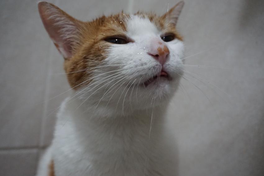 하루에 한번 고양이] 그래 이맛이야 ...! | 인스티즈