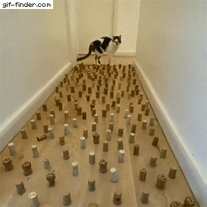 고양이 : 간의 트랩 따위....gif | 인스티즈