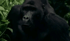 야생동물 새끼를 함부로 건들면 안되는 이유 | 인스티즈