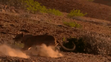 기린을 함부로 건드리면 안되는 이유.gif | 인스티즈