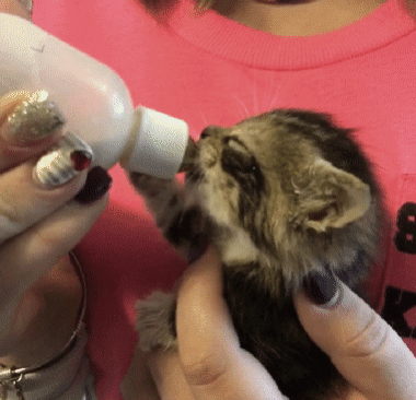 새끼고양이 우유먹을때 특징.gif | 인스티즈