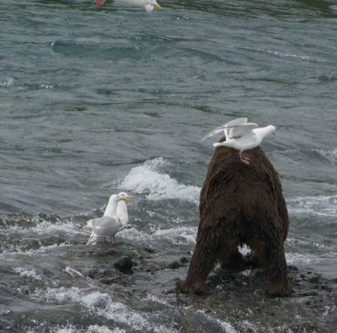 곰 주위에 새가 많은 이유 | 인스티즈