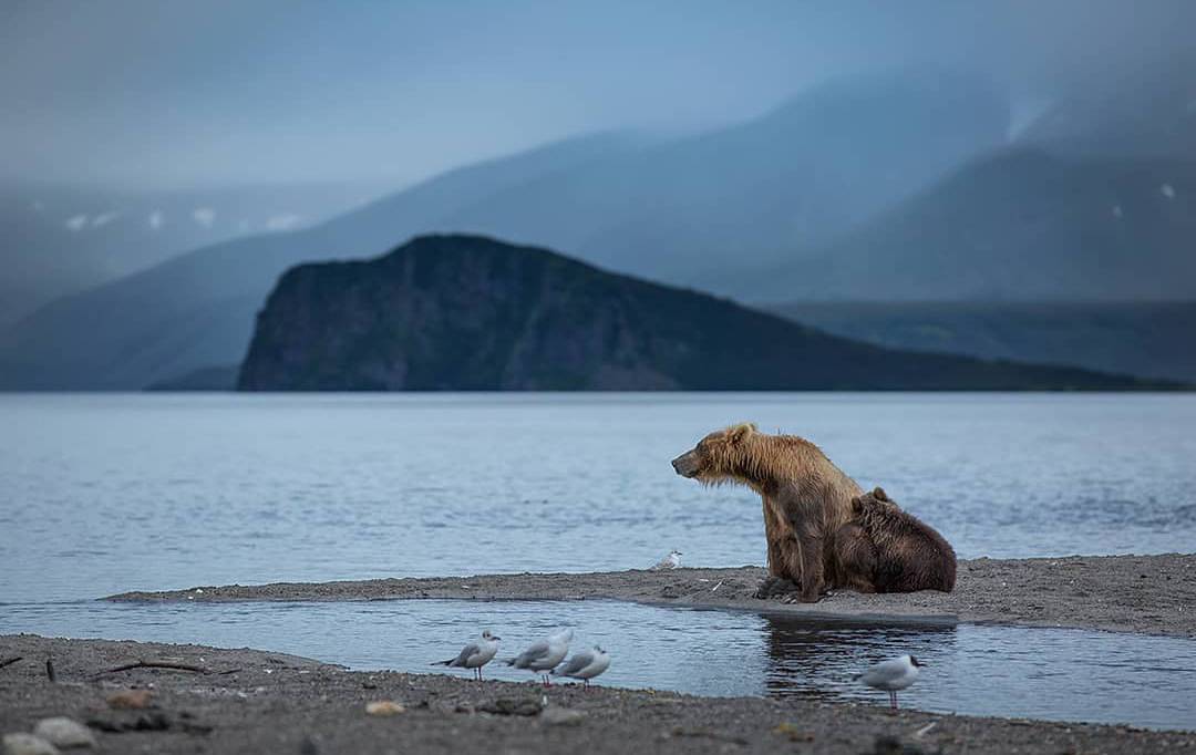 곰 주위에 새가 많은 이유 | 인스티즈