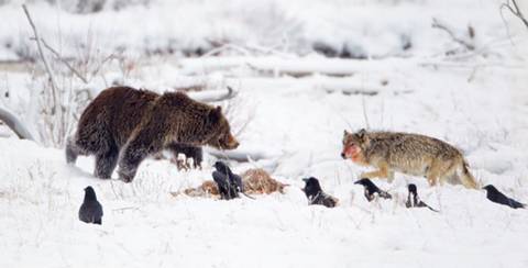 곰 주위에 새가 많은 이유 | 인스티즈