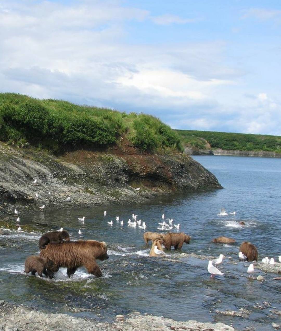곰 주위에 새가 많은 이유 | 인스티즈