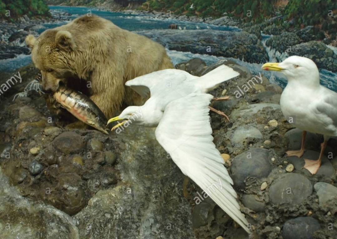 곰 주위에 새가 많은 이유 | 인스티즈
