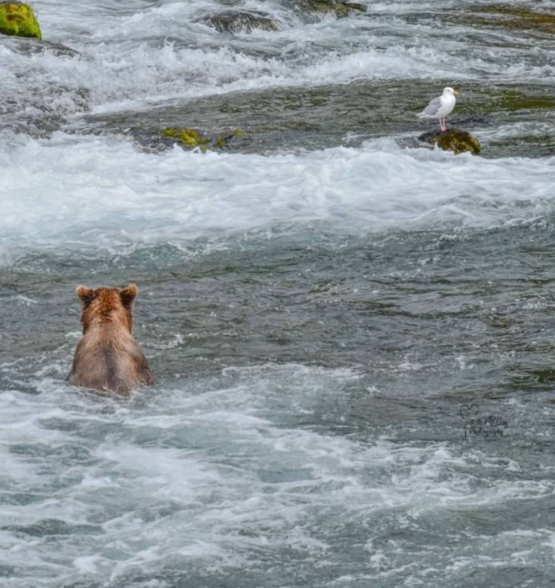 곰 주위에 새가 많은 이유 | 인스티즈