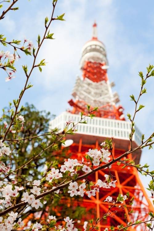 일본 도쿄의 풍경 | 인스티즈