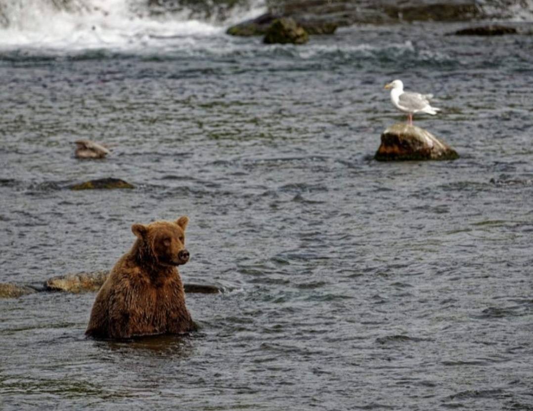 곰 주위에 새가 많은 이유 | 인스티즈